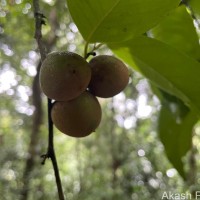 Diospyros toposia Buch.-Ham.